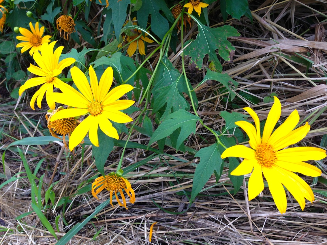 Japanese Sunflower Control — Reef Catchments