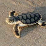 Flatback turtle