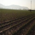 Lou and Betty Raiteri from Proserpine provide a case study which assesses bonded surface applied mill mud as a component of a seasonal nutrient program in sugar cane Lou Raiteri from Proserpine
