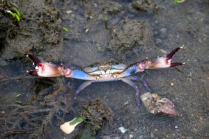 Crab on beach.