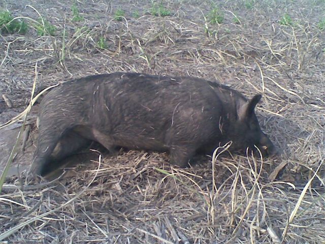 feral-pig-control-reef-catchments-feral-pig-control