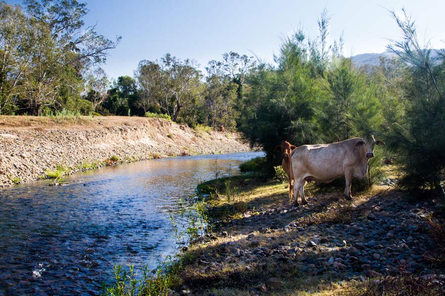 Cattle on creek bank.