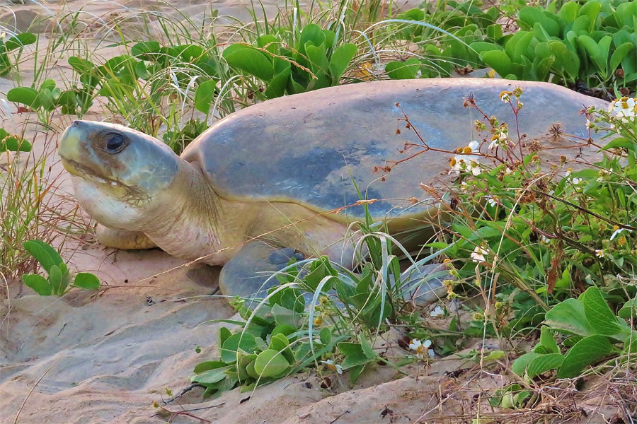 Flatback turtle on sand amongst vegetation on beach.