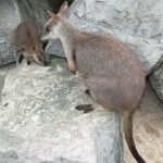 Proserpine rock wallaby.