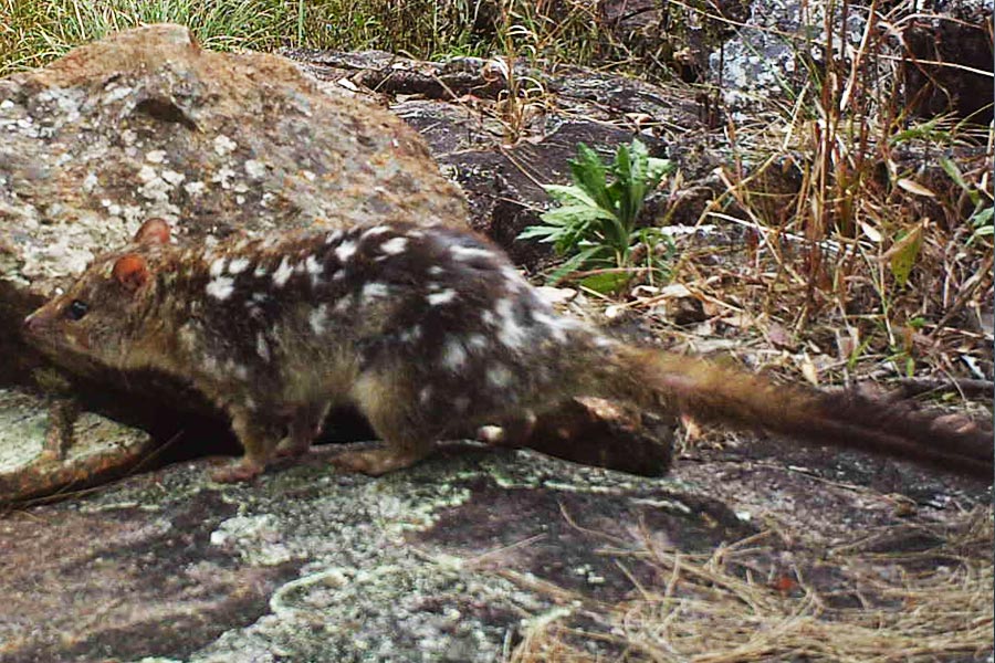 Northern quoll.