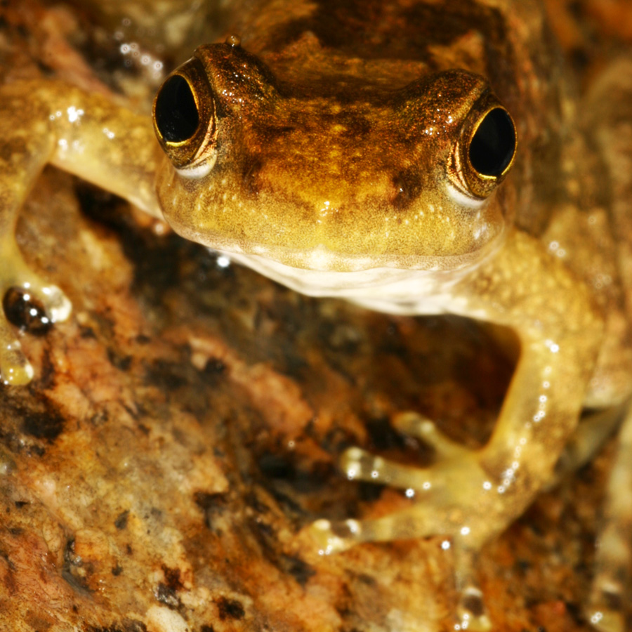 The endangered Eungella Day Frog, Taudactylus eungellensis.