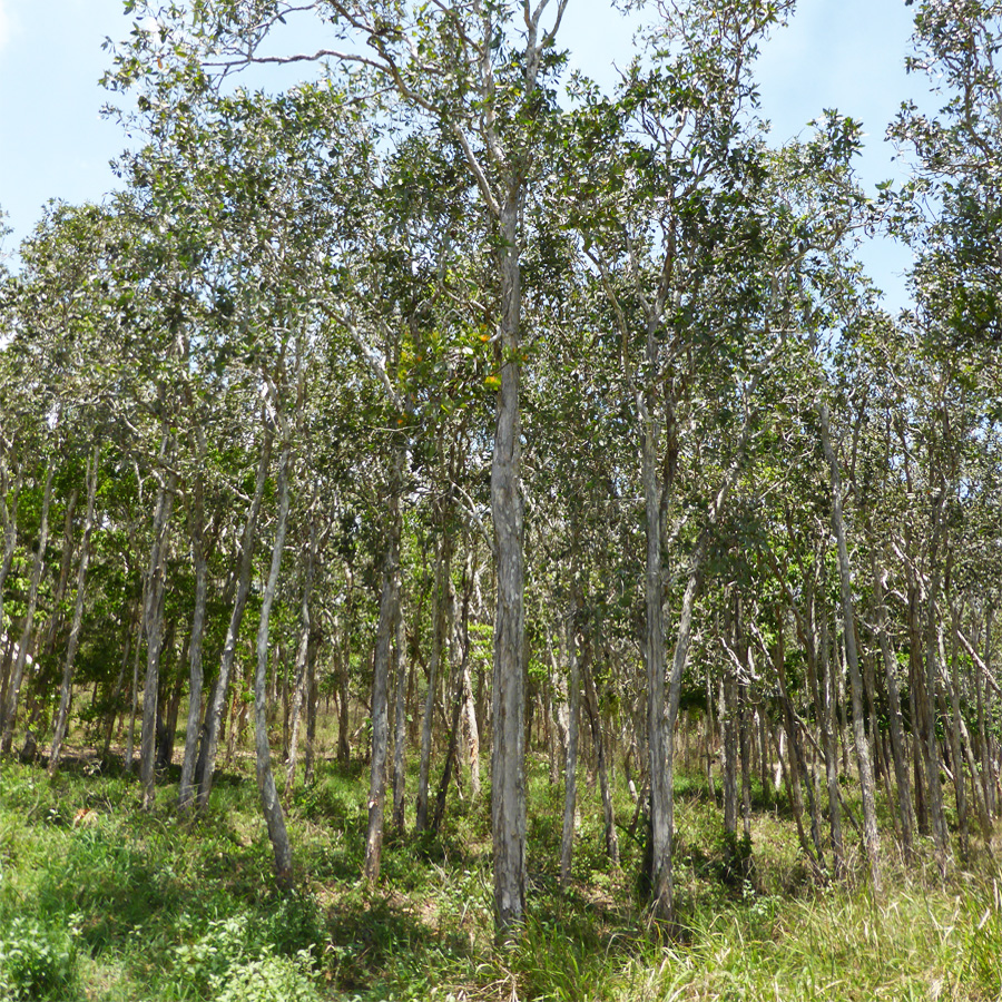 Broad Leaved Tea-Tree Woodlands.