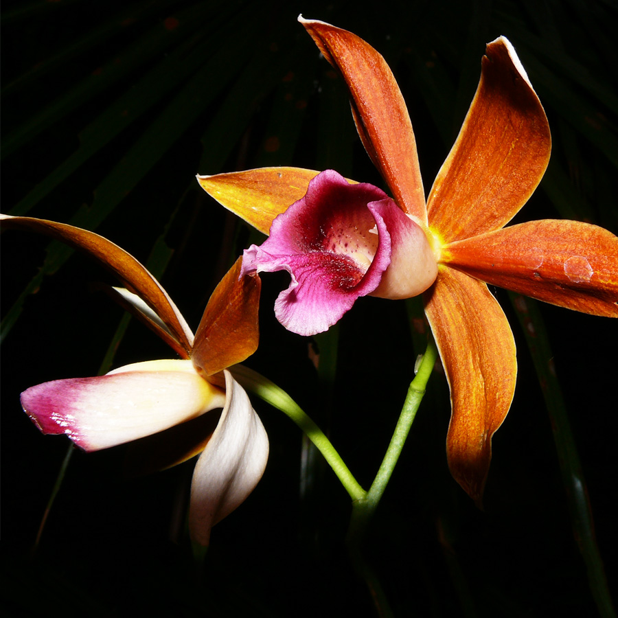 Lesser Swamp Orchid.