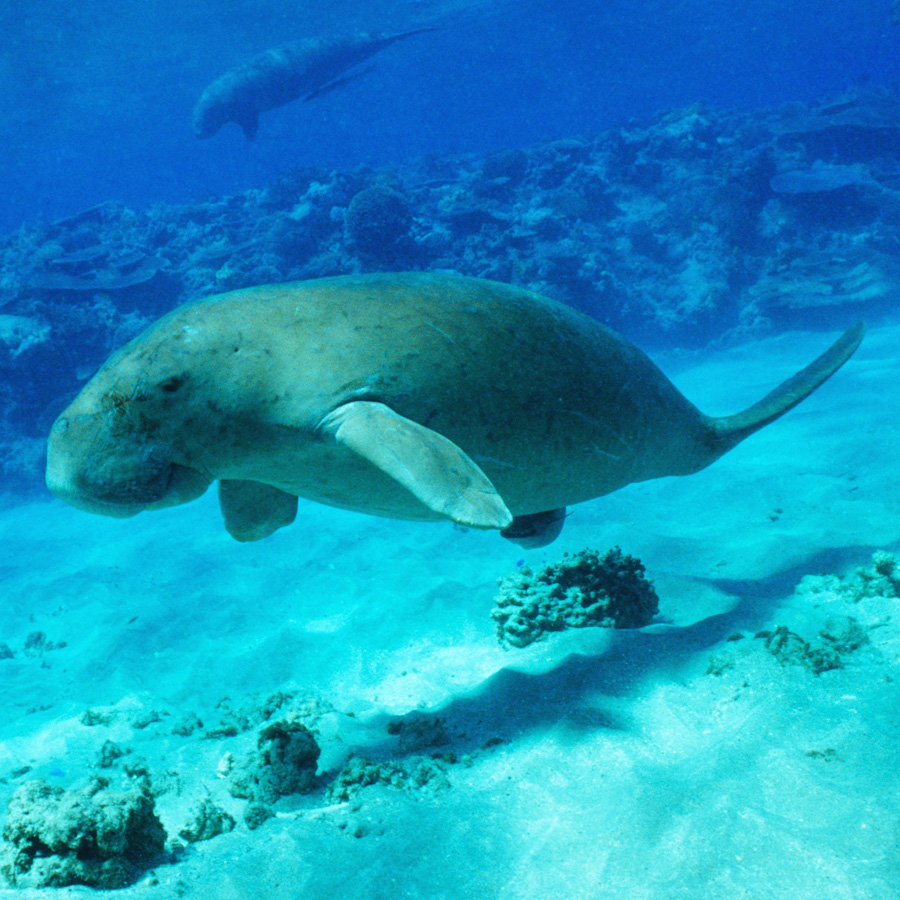 Dugong dugon.