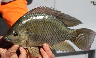 Tilapia, a pest fish.
