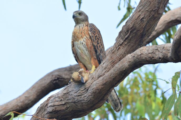 Adult Female Red Goshawk feeding on laughing kookaburra