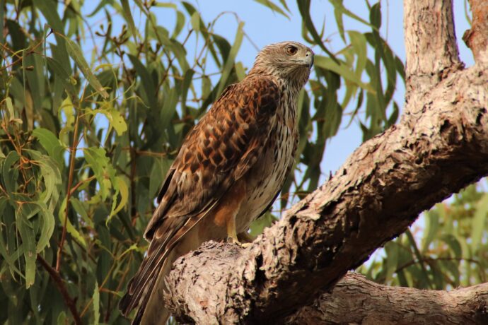 Female Red Goshawk perched in Gum Tree