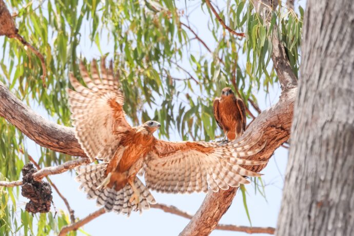 Red Goshawk pair in flight in Gum Tree