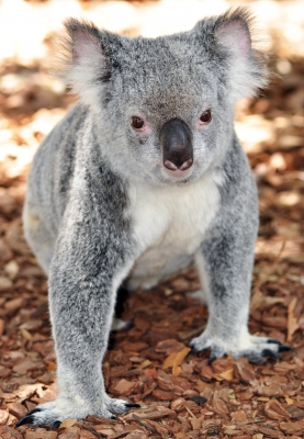 The vulnerable koala.