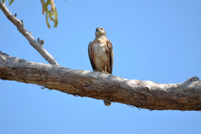 Male Red Goshawk perched in Gum Tree