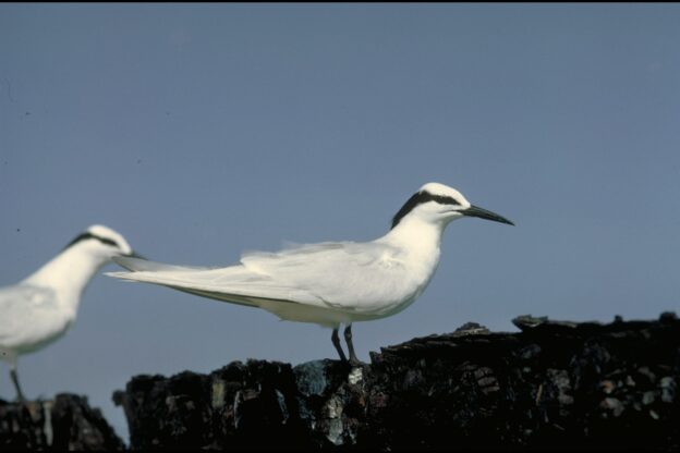 Black Naped Tern, two of.