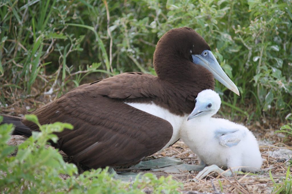 Brown Booby with offspring.