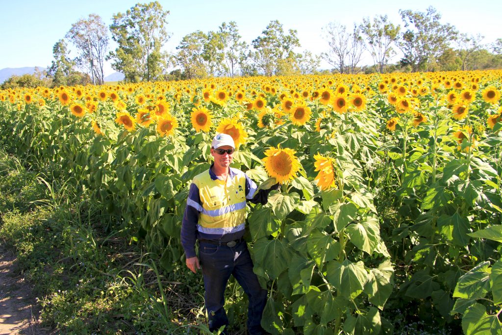 Sunflowers grown by Simon Mattsson to improve soil health