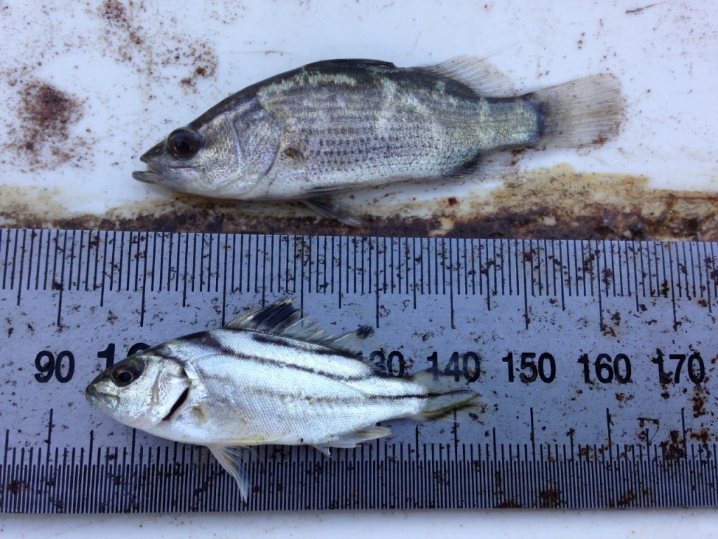 65 mm juvenile barramundi (top) and crescent perch (bottom) (1)
