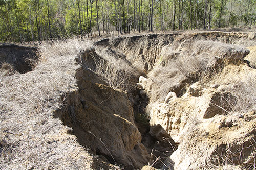 Extreme erosion at the edge of a forest.