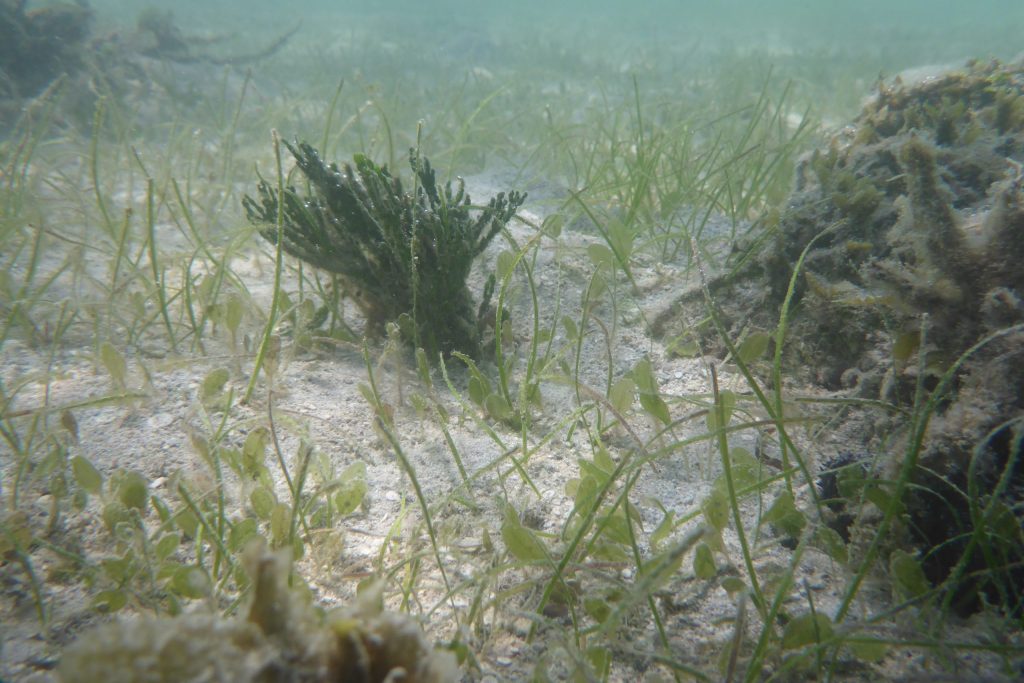 Underwater view of seagrass.