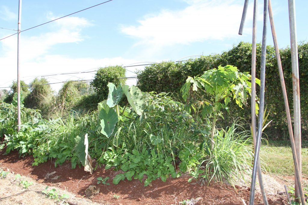 Healthy vegetable garden.