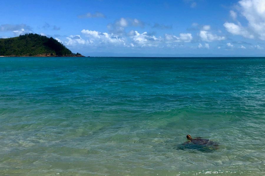 Turtle in the sea with a hill in the background.