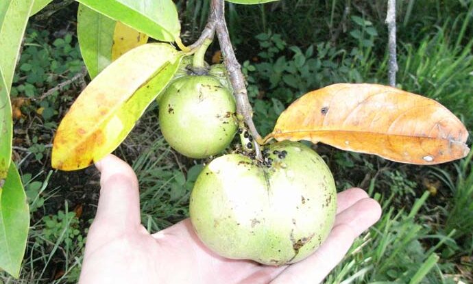 Pond apple which is a pest.