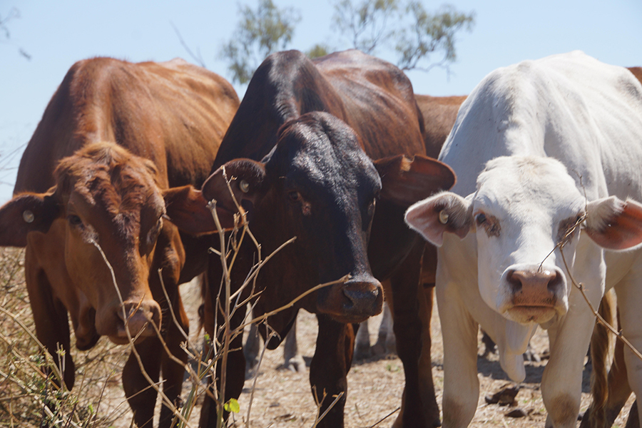 Three cows.