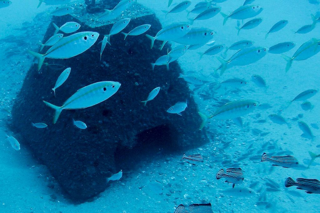 Concrete Habitat Reef modules on site underwater in Mackay, with fish swimming around.