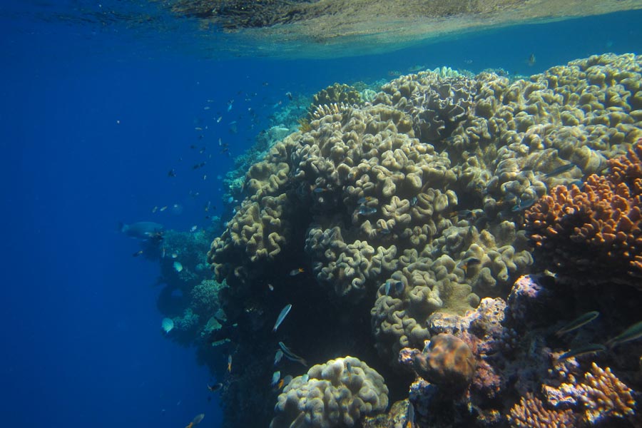 Coral growing underwater.
