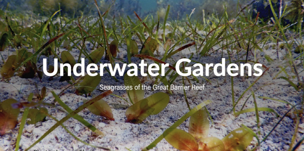 Cover for Underwater Gardens.