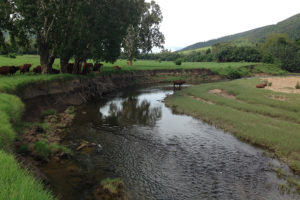 Reef Trust 4, Mackay, Murray River with eroding creek bank with stock watering in stream.