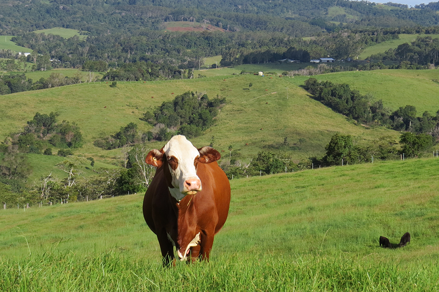 Brown and white cow on hillside at Mackay.