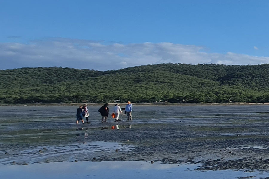 Seagrass volunteers at low tide.