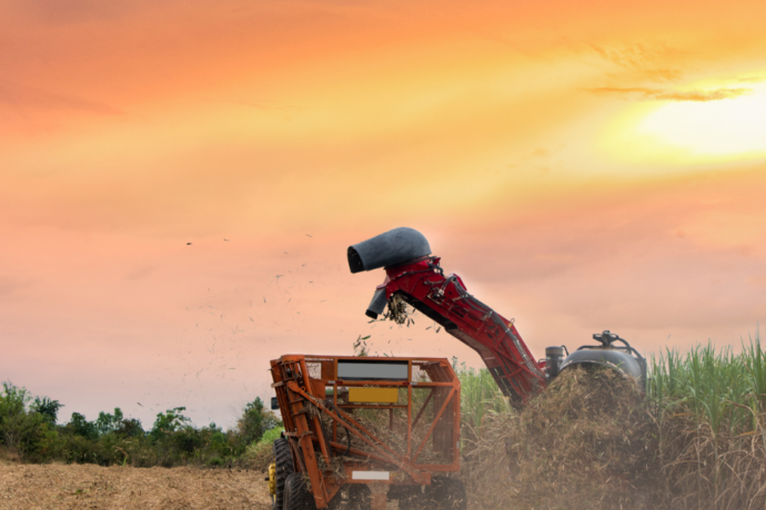 Cane harvesting at sunrise.
