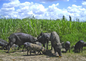 Ten feral pigs in front of a cane field in the Mackay area.