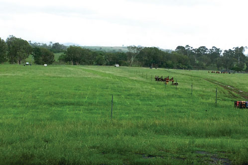 View of a large paddock in multispecies trial case study at in Seaforth near Mackay.