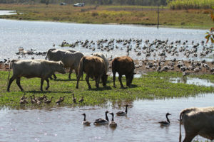 Cattle and lagoon.