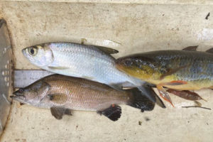 Three dead fish next to a ruler.
