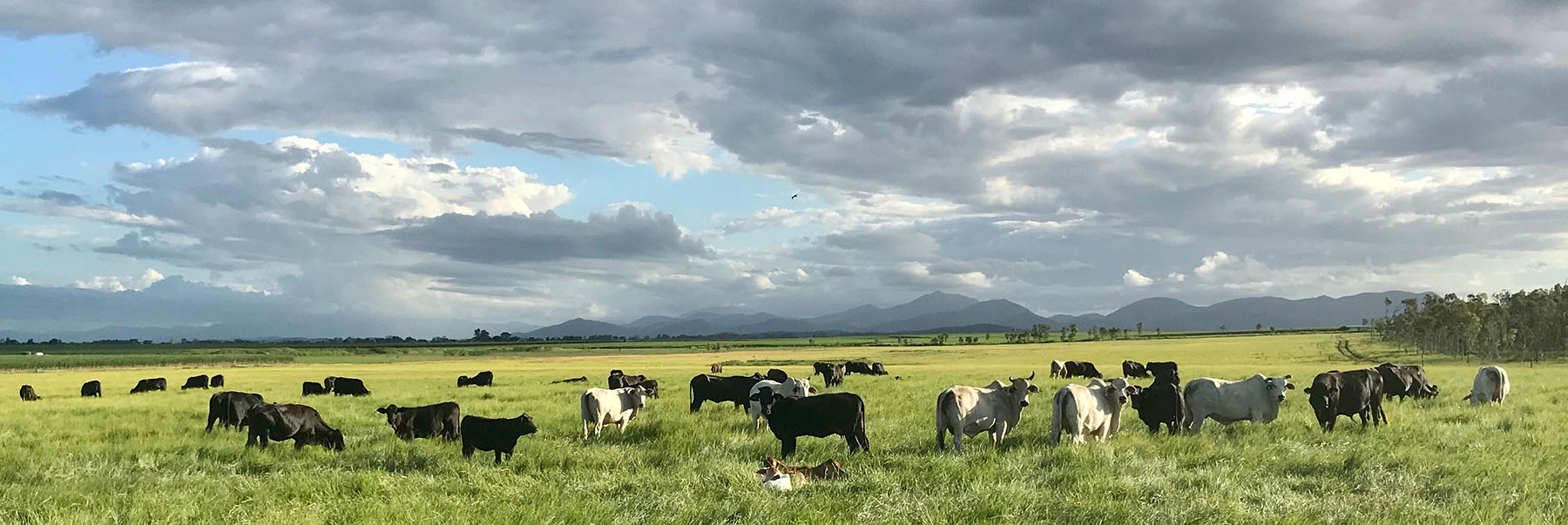 Cattle in green field