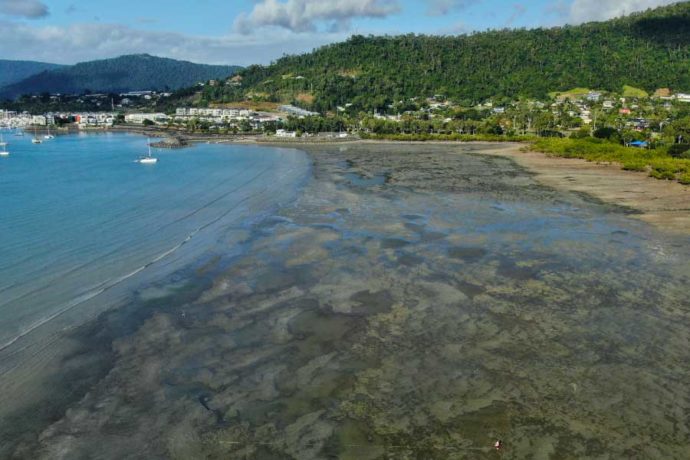 Seagrass at Pioneer Bay Queensland