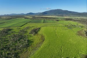 aerial shot of green canefields
