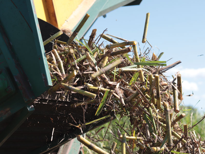 cane harvester tipping cut cane