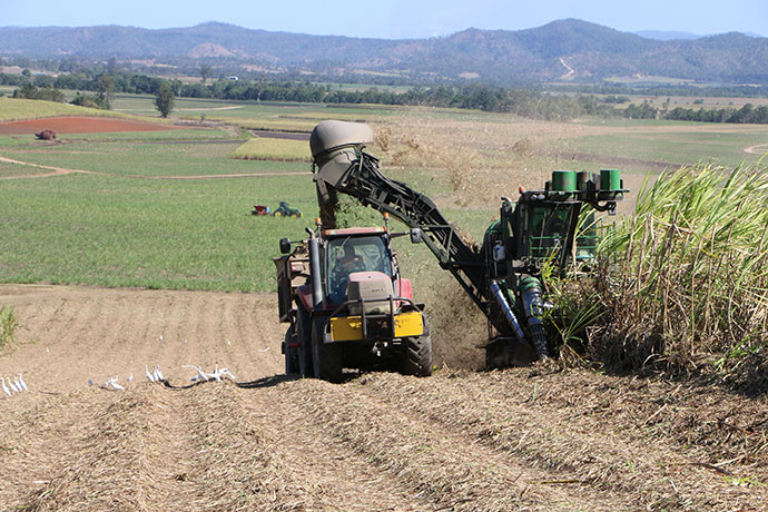 Harvesting equipment harvesting cane in field.