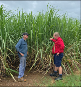 Two men in tall sugarcane talking