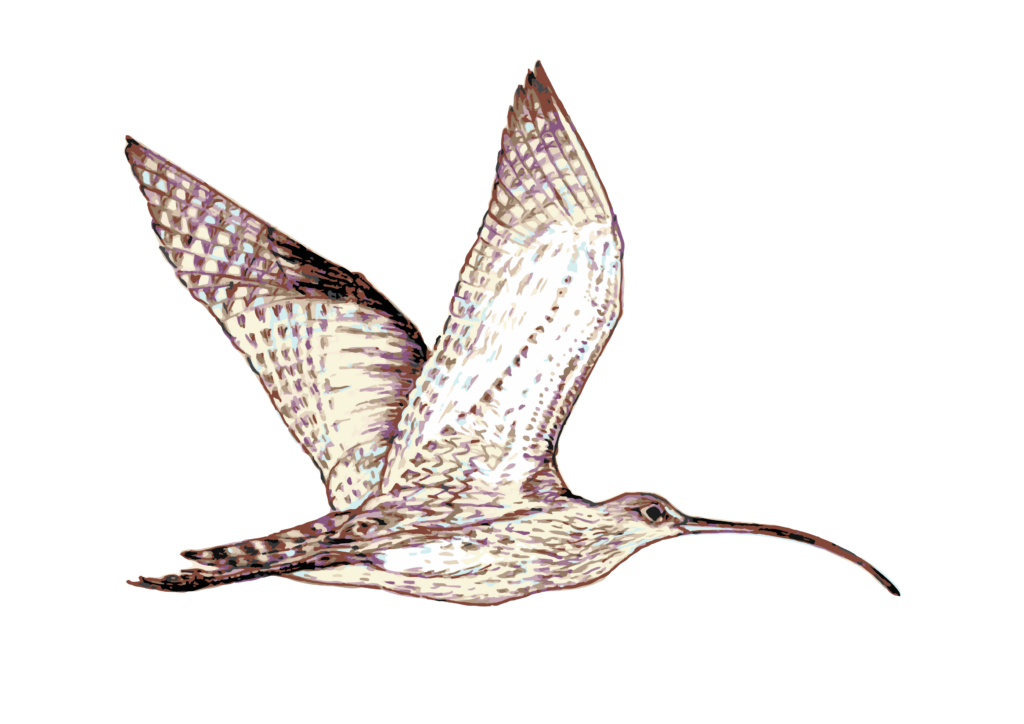 Eastern Curlew in flight 