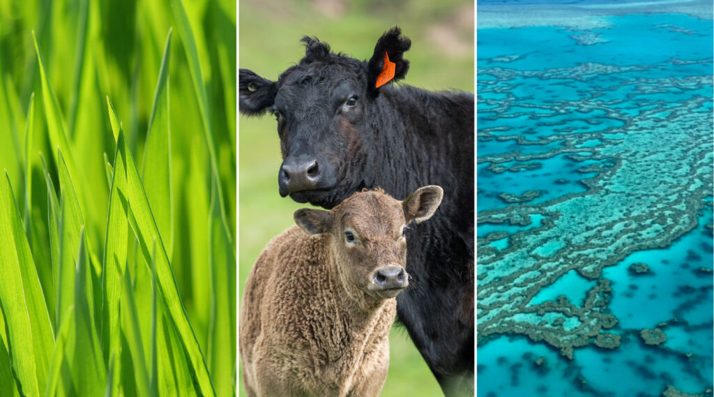Paddock to Reef image - grass, cows and reef