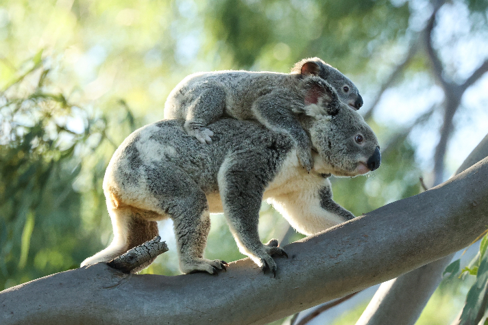 Mother koala walking along a branch, with a baby on her back.