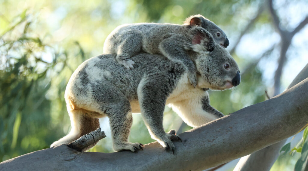 Mother koala walking along a branch, with a baby on her back.